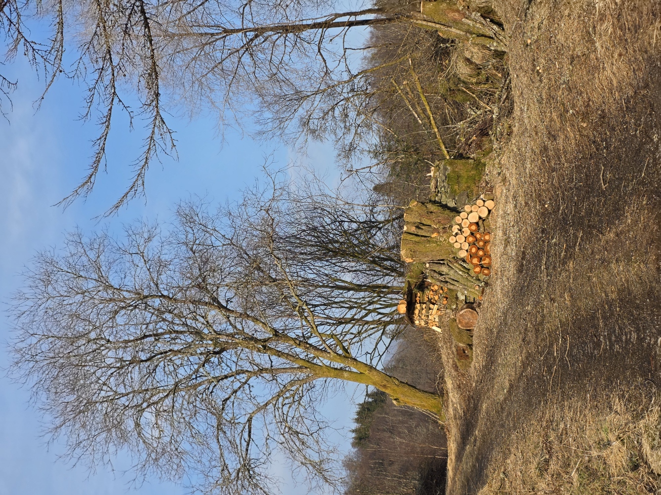 Clearing trees March 2026
